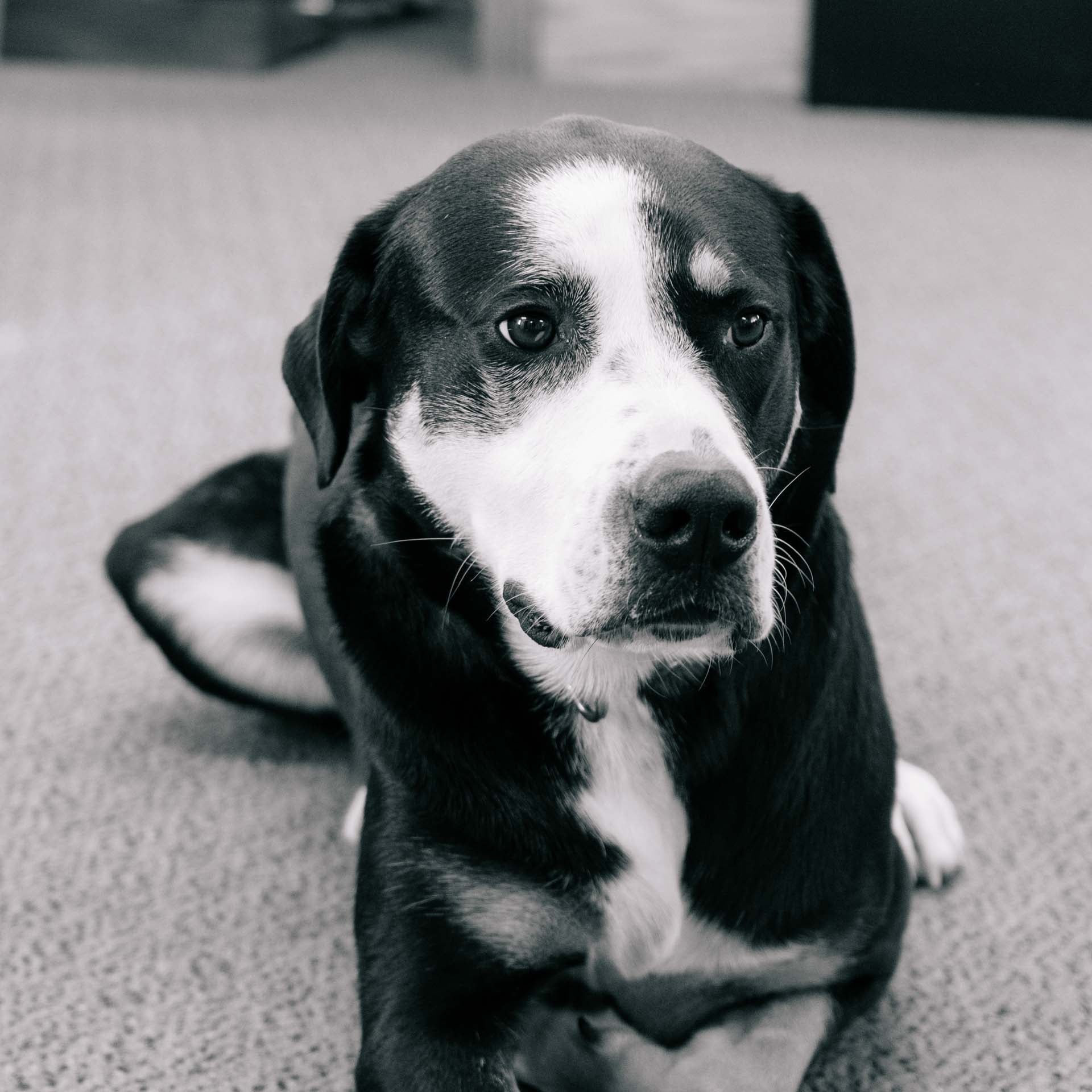 bio-bogey